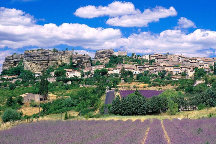 品質洗護品牌，加盟沛得（purplelavender）實現共贏