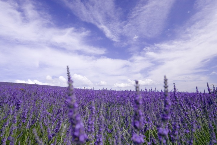 PurpleLavender——法國洗護品牌，加盟開啟甜蜜事業(yè)